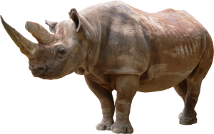 Rhino PNG-24780